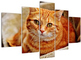 Tablou - Pisica tolenită (150x105 cm)