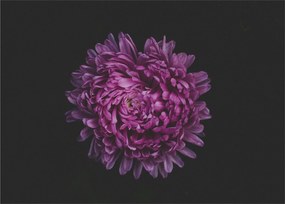 Tablou cu floare violetă (70x50 cm)