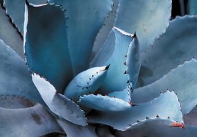 Fototapet - Agave (147x102 cm)