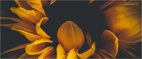 Tablou - Floarea-soarelui în fundal negru (120x50 cm)