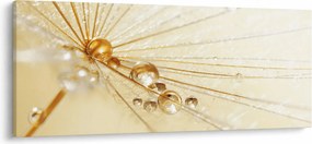 Tablou - Fotografie macro de păpădie (120x50 cm)