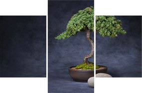 Tablou - Bonsai (90x60 cm)
