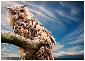 Tablou pe sticlă - Bufniță (70x50 cm)