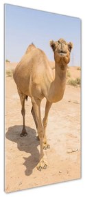 Tablou sticlă acrilică Camel în deșert