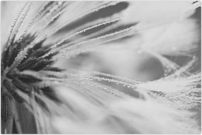 Tablou - Păpădie (90x60 cm)