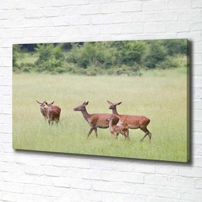 Tablouri tipărite pe pânză Deer cu tinere
