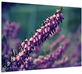 Tablou cu floare violetă (70x50 cm), în 40 de alte dimensiuni noi