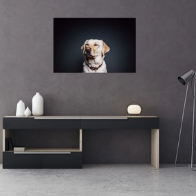 Tablou cu labrador (90x60 cm)