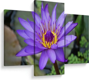 Tablou - Floare violet (90x60 cm)