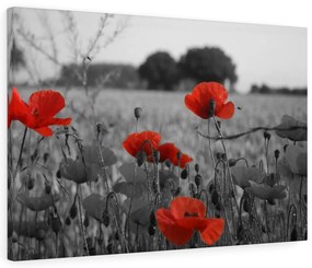 Tablou canvas Gray Poppy - 90x60 cm 90x60 cm