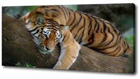Tablou pe pânză Tiger pe un copac