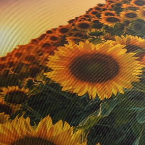 Tablou - Floarea soarelui (70x50 cm)