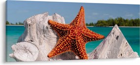 Tablou cu stea de mare (120x50 cm)