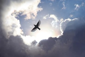 Fototapet, Free as a Bird, Rebel Walls