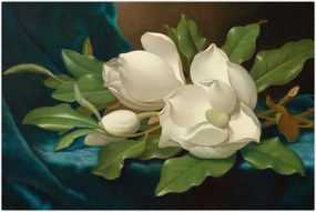 Tablou - Martin Johnson Heade, Giant Magnolias on a Blue Velvet Cloth, reproducere (90x60 cm)