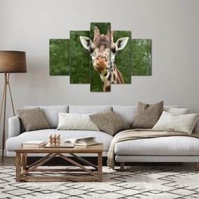 Tablou cu girafa (150x105 cm)