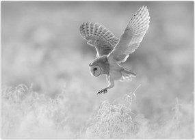 Tablou - Bufniță,alb-negru (70x50 cm)