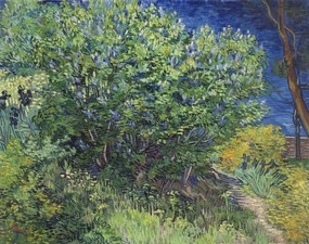 Reproducere Lilac Bush (1889), Vincent van Gogh