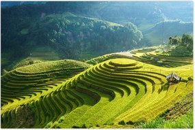 Tablou - Concert Terase de orez (90x60 cm)