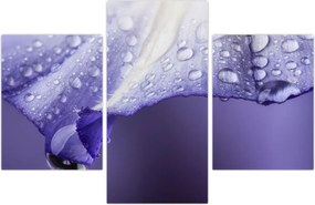 Tablou - Petală cu picături (90x60 cm)