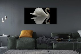 Tablouri canvas Swan în noapte