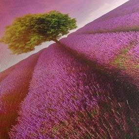 Tablou câmp cu lavandă (90x60 cm)