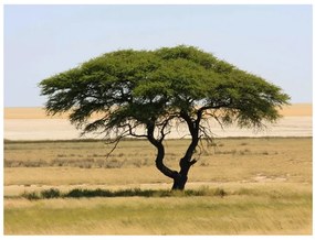 Fototapet - Etosha National Park, Namibia