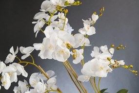 Aranjament floral de dimensiuni mari PHALENOPSIS MAXI 1142077.95