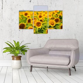 Tablou - Floarea-soarelui (90x60 cm)