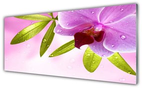 Tablouri acrilice Frunze florale flori roz verde