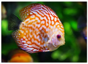 Tablou cu pește (70x50 cm)