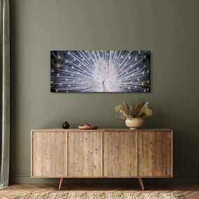 Tablou - Păun alb (120x50 cm)