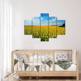 Tablou - câmp cu floarea soarelui (150x105 cm)