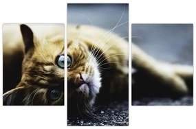 Tablou cu pisica (90x60 cm)