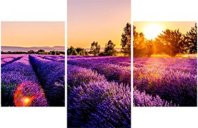 Tablou cu câmp de lavanda (90x60 cm)