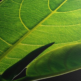 Tablou - frunză verde (150x105 cm)