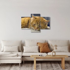 Tabloul pisicii (90x60 cm)