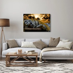 Tablou tigrul dormind (90x60 cm)