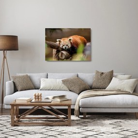 Tablou pe sticlă cu panda roșie (70x50 cm)
