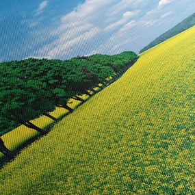 Tablou - Câmp cu alei (90x60 cm)