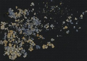 Fototapet, Fragile Beauty, Dark Blue, Rebel Walls