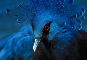 Fototapet - Porumbel încoronat (147x102 cm)
