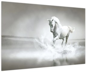 Tablou - Cal alb (90x60 cm)