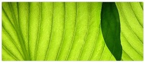 Tablou - Detaliu de frunză verde (120x50 cm)
