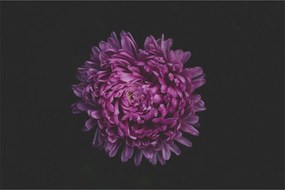 Tablou cu floare violetă (90x60 cm)
