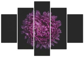Tablou cu floare violetă (150x105 cm)