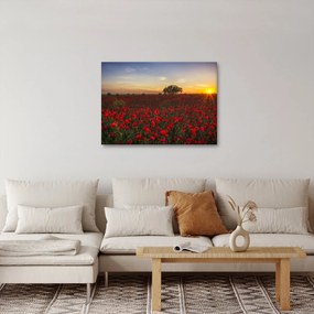Tablou cu lunca și macii (70x50 cm)