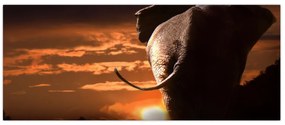 Tablou cu elefant (120x50 cm)