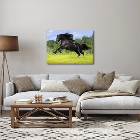 Tablou - Cal cu o coamă curgătoare (70x50 cm)