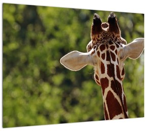 Tablou pe sticlă cu girafă din spate (70x50 cm)